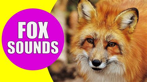 A little research suggests that the sound Joanne heard might have been the sound of a female fox (a vixen) attempting to summon a male (a dog). But, it might also …